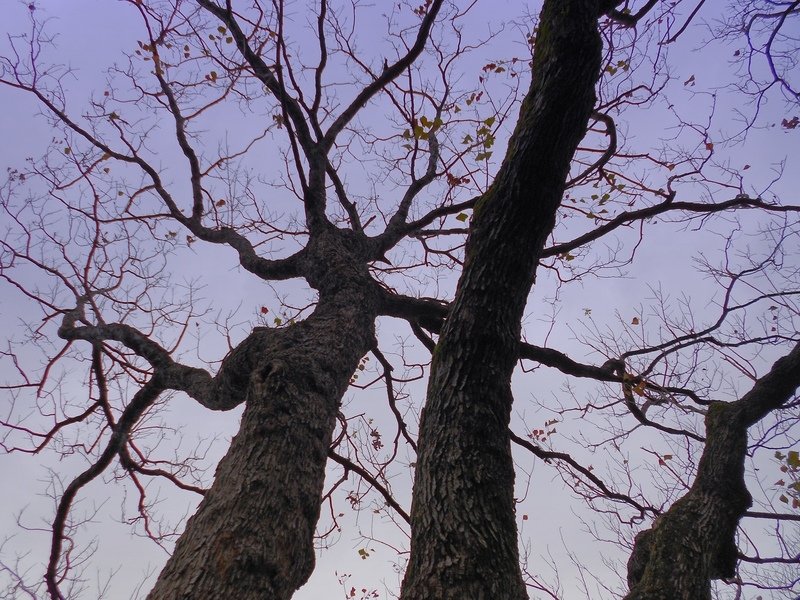 DSCN5898-0.jpg - 台北杜鵑花季