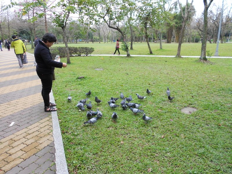 DSCN5947.JPG - 台北杜鵑花季