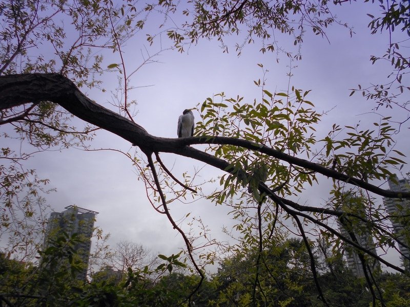 DSCN5901-0.jpg - 台北杜鵑花季