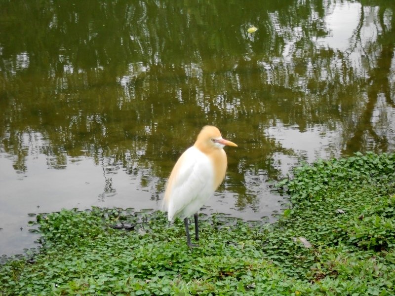 DSCN5902-0.jpg - 台北杜鵑花季