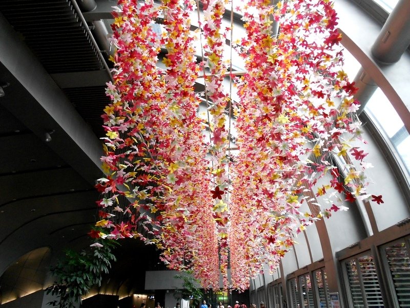 DSCN5996.JPG - 台北杜鵑花季