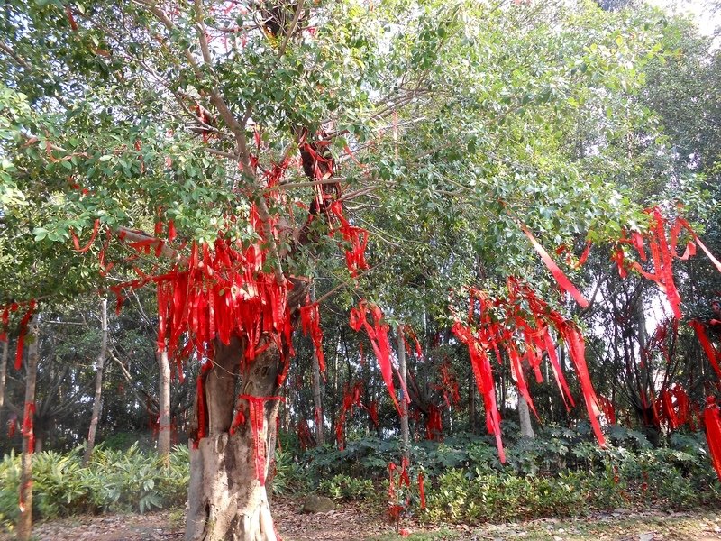 DSCN1061.JPG - 廈門行腳(4)