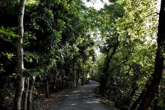_DSC0270-0.jpg - 楓林步道