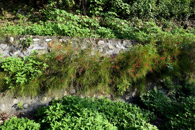_DSC0290.jpg - 楓林步道