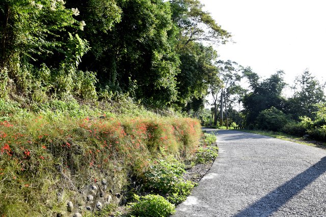 _DSC0292.jpg - 楓林步道