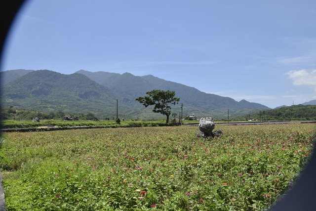 _DSC0208.jpg - 楓林步道
