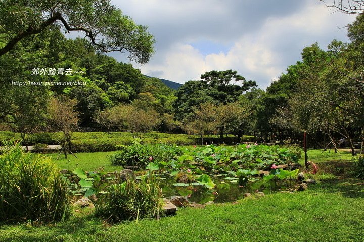 湖山路旁小公園，夏日蓮花荷田田