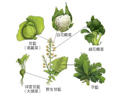 蔬菜大驚奇-野生廿藍