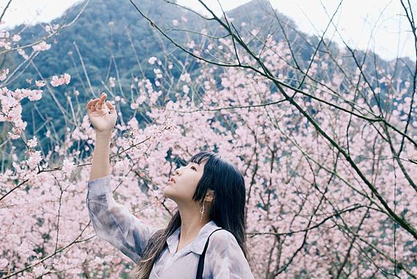 【三峽/大熊櫻花林】2月賞櫻趣🌸