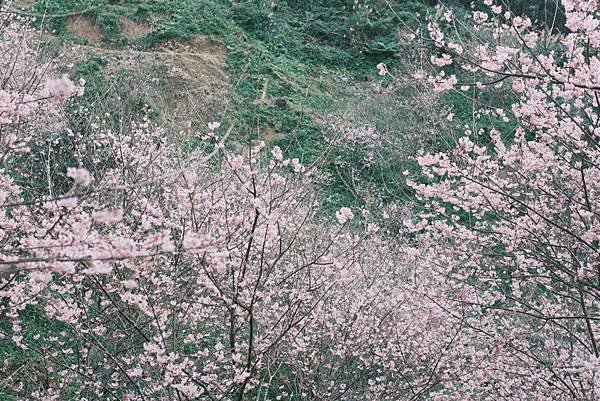 【三峽/大熊櫻花林】2月賞櫻趣🌸