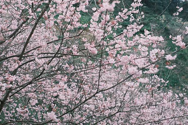 【三峽/大熊櫻花林】2月賞櫻趣🌸