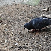 DSC_0539.JPG