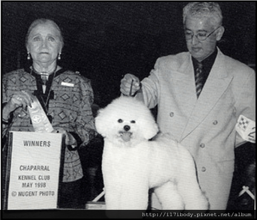 PaRay Bichon Frise - The Girls - Cuddles-190701