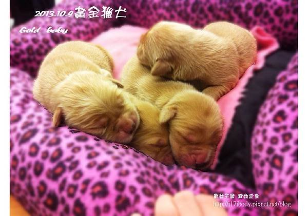 黃金獵犬：gold baby日記 10/9