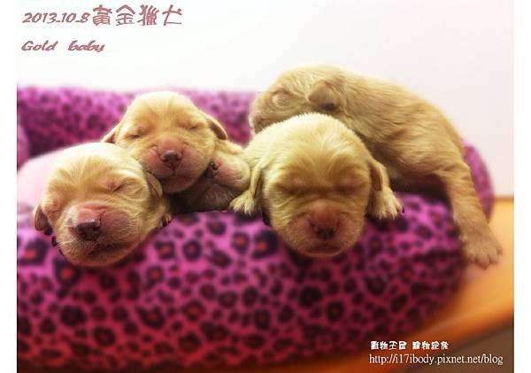 黃金獵犬：gold baby日記 10/9