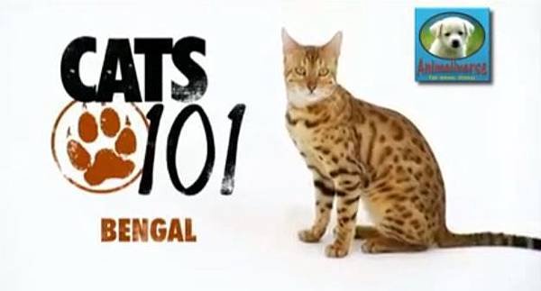 cat101bengal