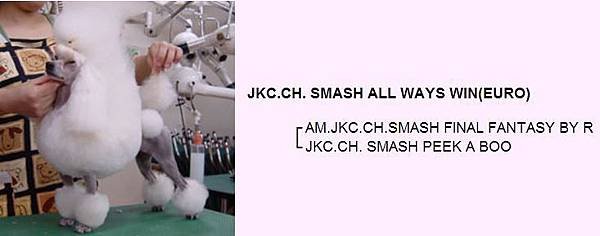 JKC.CH. SMASH ALL WAYS WIN