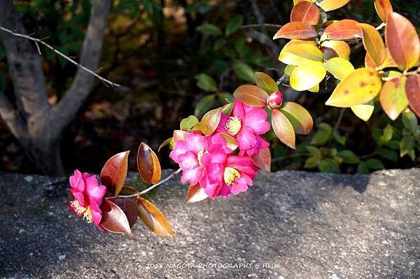 DSC03509_副本.jpg