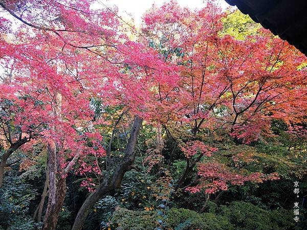 IMG20191130073843_副本.jpg