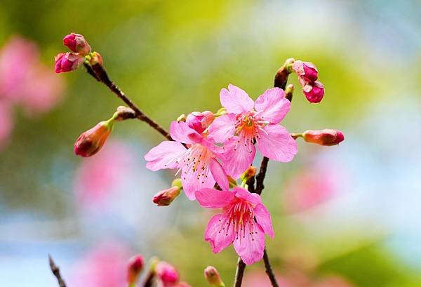 苗栗|搭乘台灣好行南庄線，探訪頭份後花園-老崎古道登山健行步