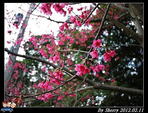 20120211滬尾櫻花大道09.jpg