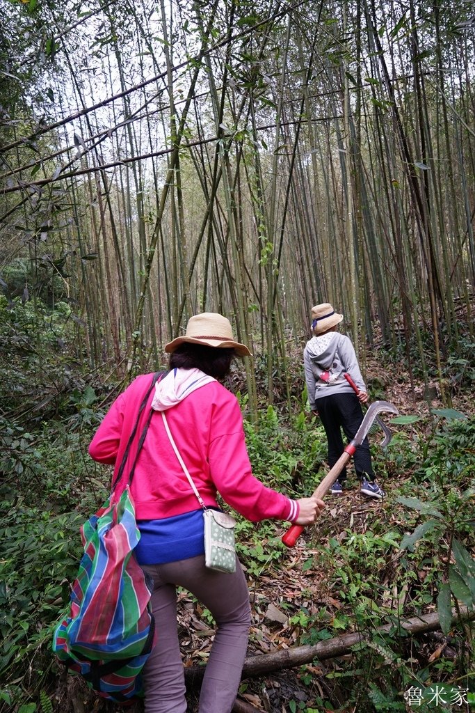 苗栗泰安葳達露營，採桂竹筍體驗(114露)