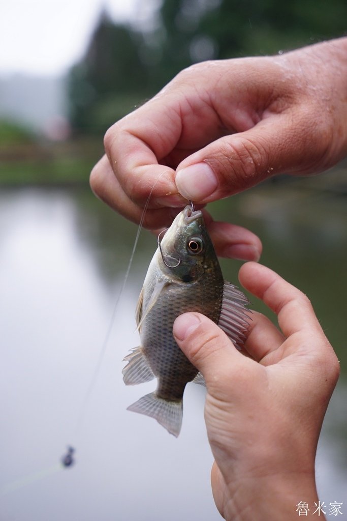 苗栗頭屋茶書坊露營(104露)-小孩的釣魚初體驗