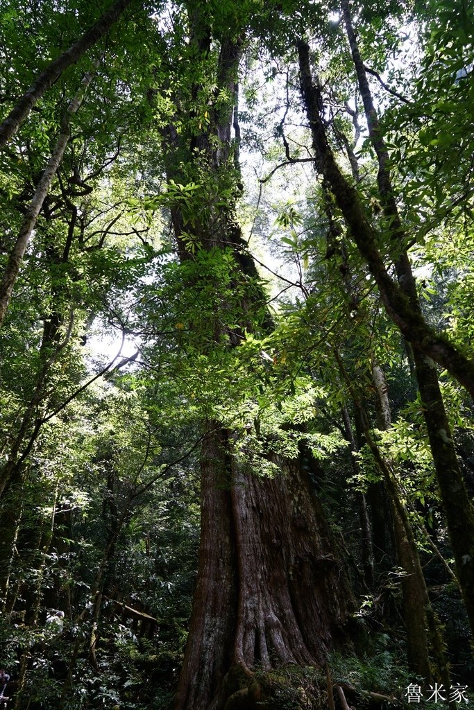 司馬庫斯露營，巨木群道(98露)