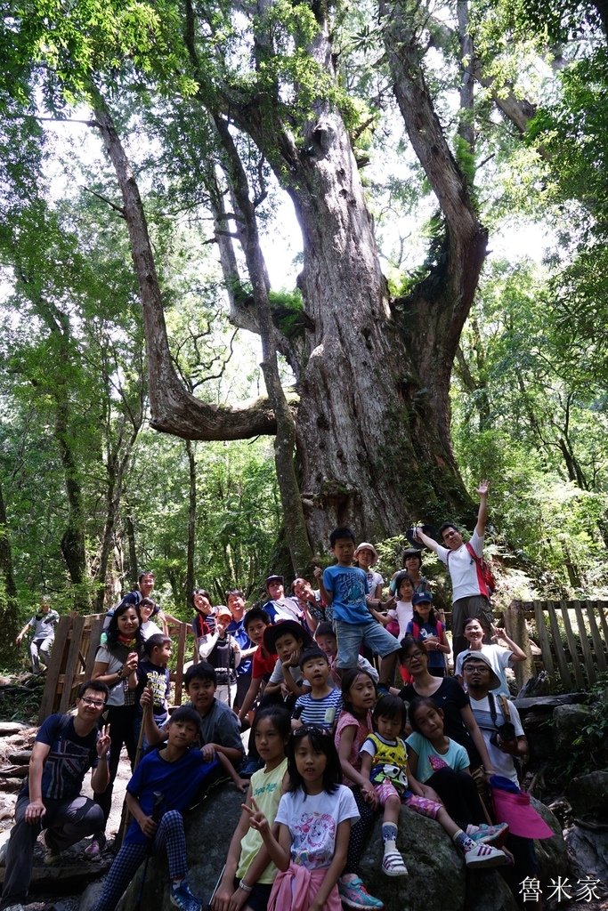 司馬庫斯露營，巨木群道(98露)