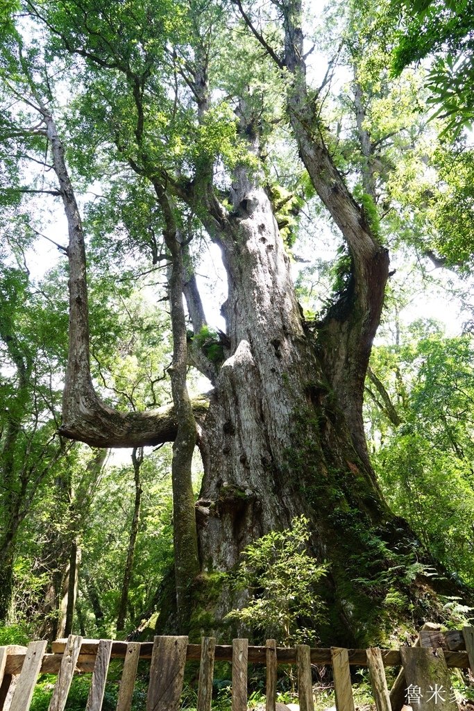 司馬庫斯露營，巨木群道(98露)