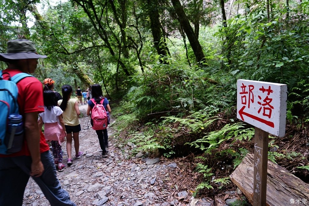 司馬庫斯露營，巨木群道(98露)