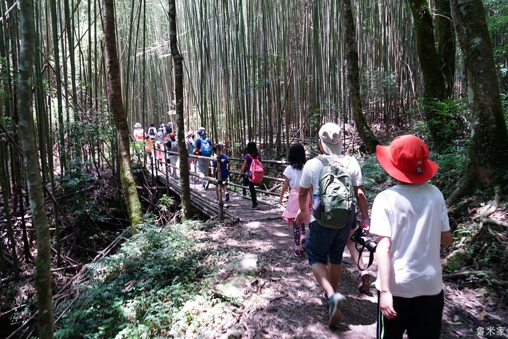 司馬庫斯露營，巨木群道(98露)