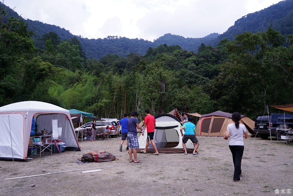 司馬庫斯露營，巨木群道(98露)