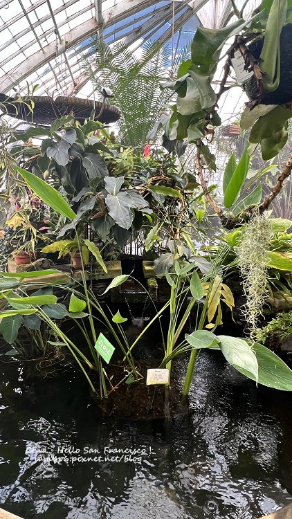 舊金山金門公園花卉溫室內的水生植物區，展示熱帶箭葉植物與懸掛的熱帶附生植物，背景為玻璃穹頂。