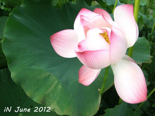 June-lotus