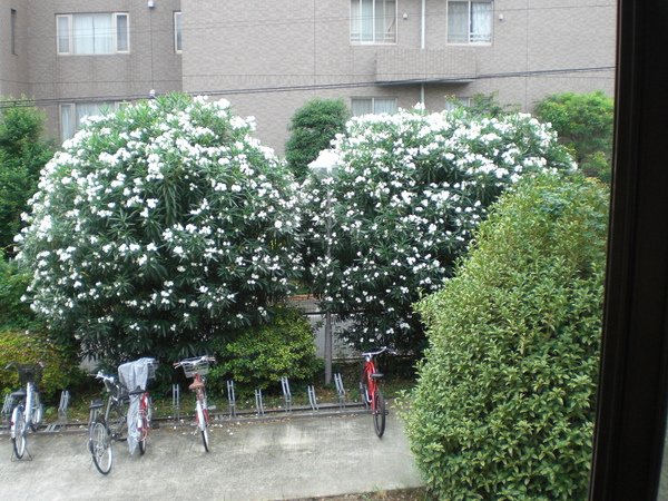 白花.JPG