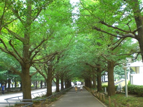 門口樹04.JPG