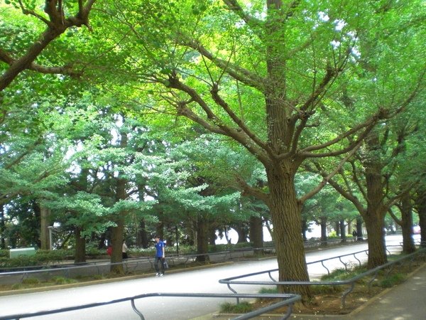 門口樹03.JPG