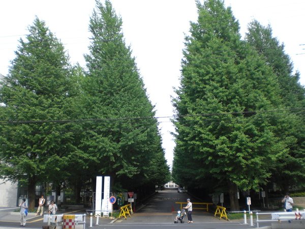 門口樹02.JPG