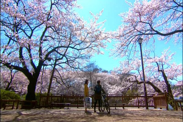 櫻花02.jpg