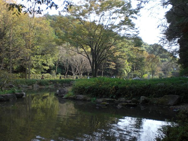 東高根森林01.JPG