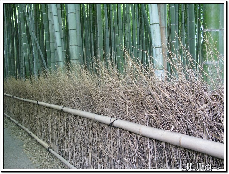 （嵐山）竹林步道 (2).jpg