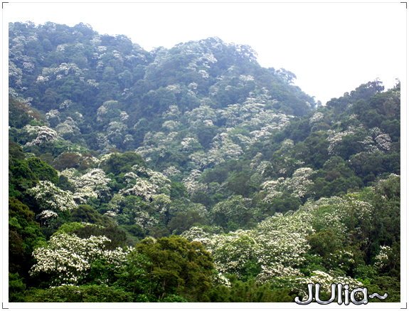 小粗坑古道。桐花祭。.jpg