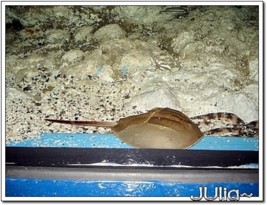 （泰國）海洋水族館 (7).jpg