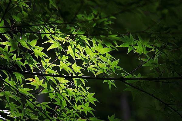 _MG_4280.JPG