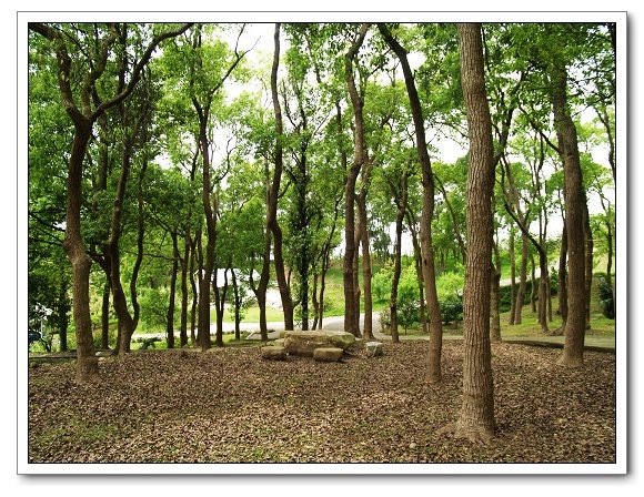 上田咖啡莊園06.jpg