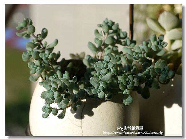 ✿大姬星美人 Sedum dasyphyllum ‘Opaline’✿