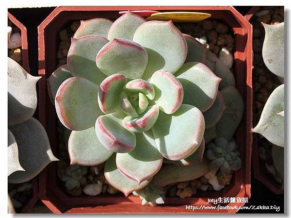 ✿艾格利旺 X Graptoveria A Grim One✿