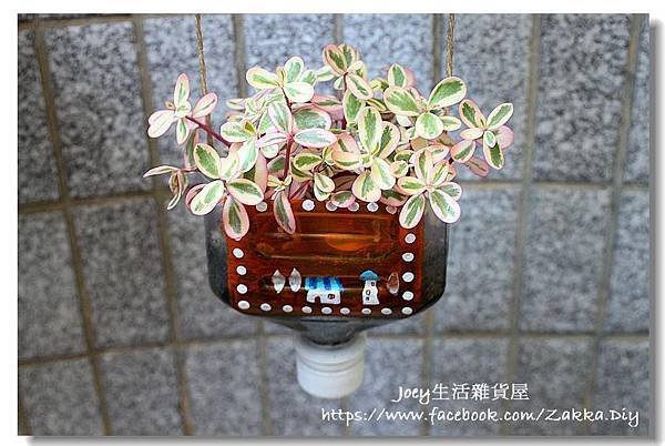 ✿ฺ彩虹馬齒牡丹 Portulaca 