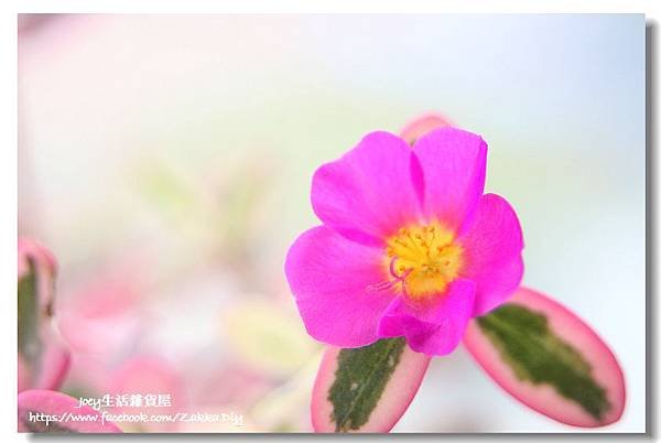 ✿ฺ彩虹馬齒牡丹 Portulaca 